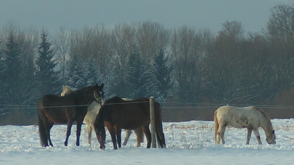 Pferdeschlittenfahrten im Schnee
